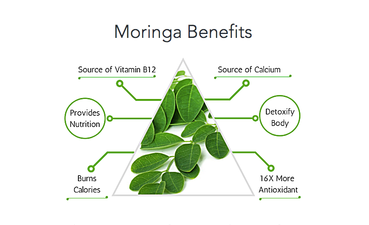 辣木的營養 Moringa Benefits